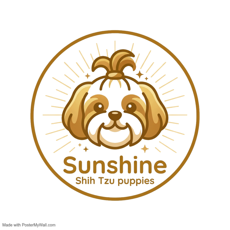 Sunshine Shih Tzu puppies